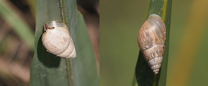 [Two photos spliced together. One the left is one white shell attached to a wide green blade of a plant. The opening of the shell is a the top, but nothing is visible. The shell is parallel to the ground. On the right is a tan and cream-colored shell attached to a green blade and growing vertically toward the ground. The point of the shell closest to the ground is the lightest color.]